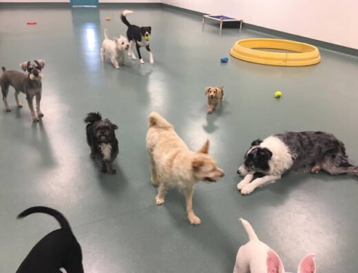Barkaritaville Pet Resort
