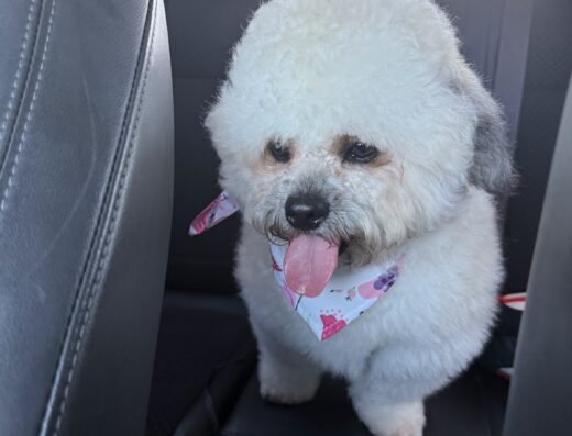 BarkSuds – pet care in Orlando (photo 2)