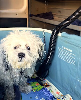 Bay Area Mobile Dog Wash