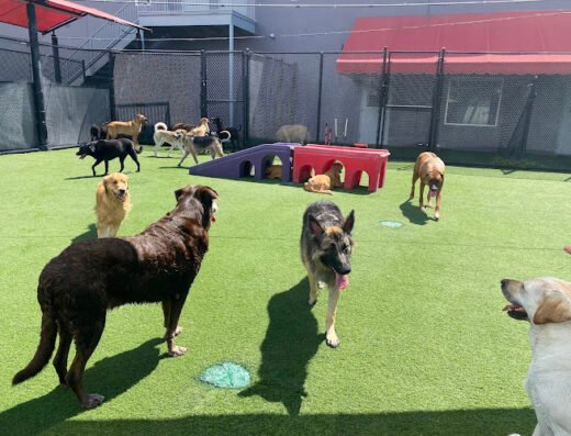 Bay Paws Pet Resort - Ybor City – pet care in Tampa
