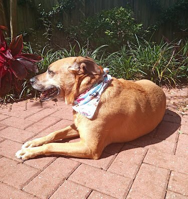 Bayshore Pet Resort – pet care in Tampa