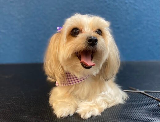 Beach House Pet Resort