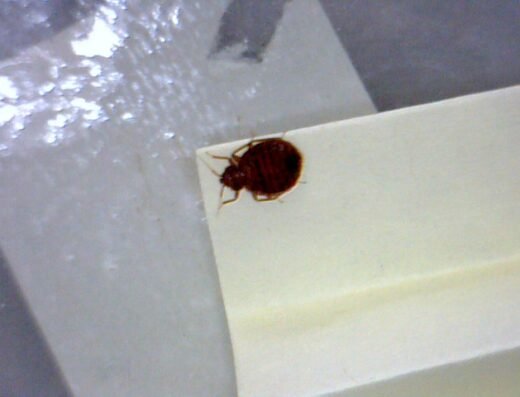 Bed Bug Exterminator San Francisco – pest control in San Francisco