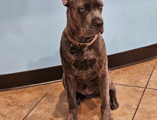 Best Care Animal Hospital