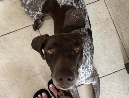 Best Care Animal Hospital