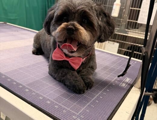 Best Care Animal Hospital
