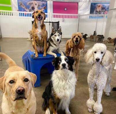 Big Easy Dog Daze & Cafe – pet care in Pittsburgh