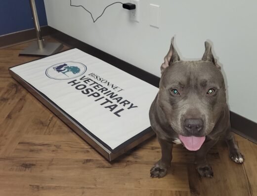 Bissonnet Veterinary Hospital