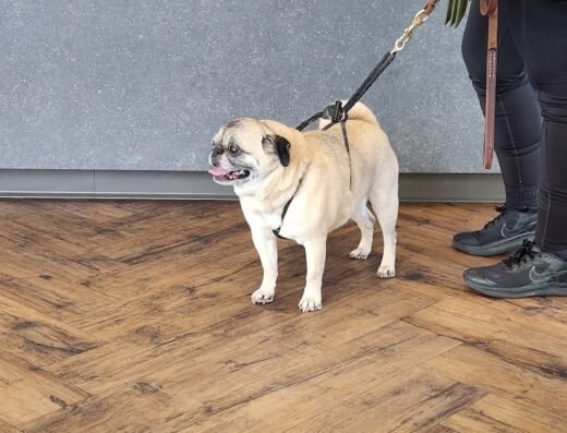 Bissonnet Veterinary Hospital
