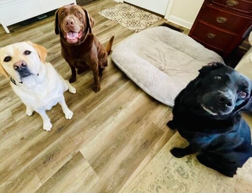 Bleu Sky Kennels – pet care in Cincinnati