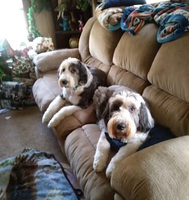 Blue Paw Pet Sitting – pet care in Pittsburgh