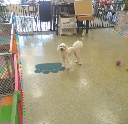 Bobos Pet Grooming, DayCare & Boutique