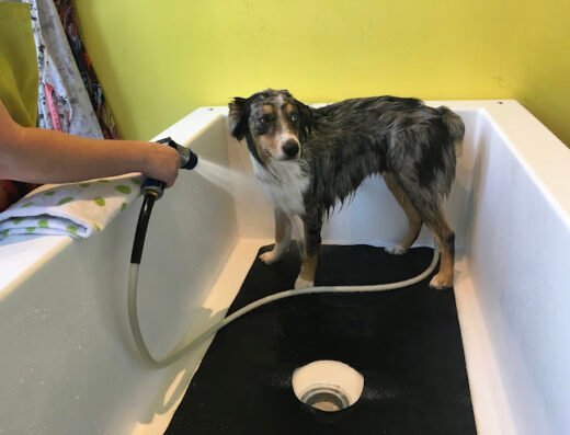 BONE Dog Boutique and Self Serv Dog Wash – pet care in Oklahoma City