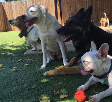 Bones & Bacon Doggy Daycare