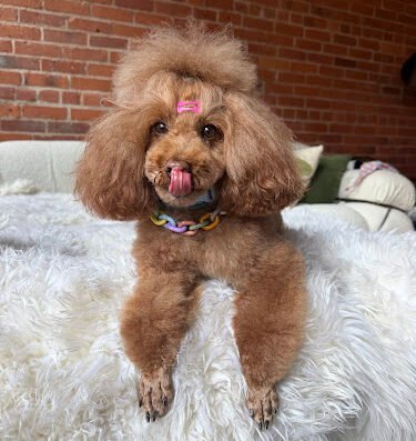 Boston's Groomer – pet care in Boston