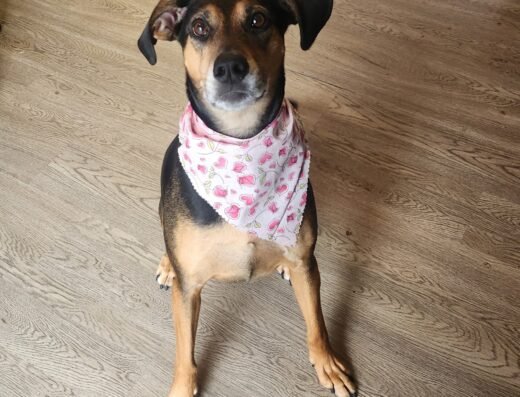 Bow-Wow Boutique Inc