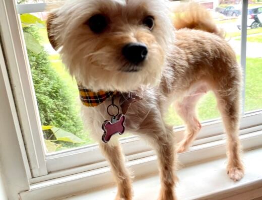 Bow-Wow Boutique Inc – pet care in Cincinnati (photo 2)