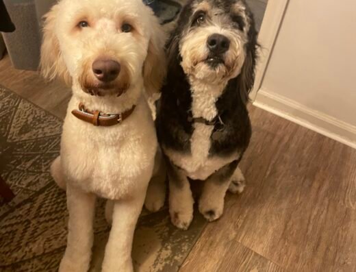 Bow-Wow Boutique Inc – pet care in Cincinnati