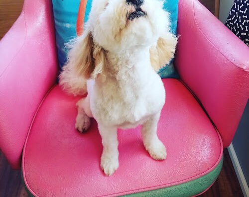 Bravado Dog Grooming