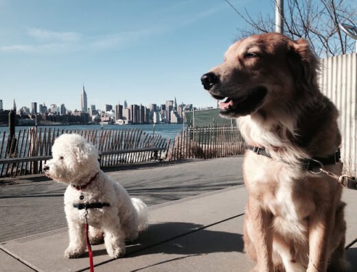 Brooklyn Bark – pet care in New York