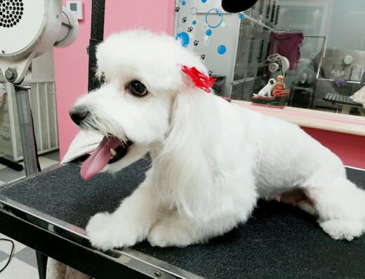 Bubbles Dog Grooming