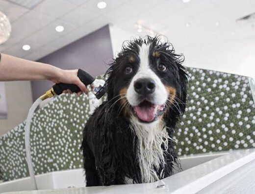 Bubbly Paws – pet care in Minneapolis