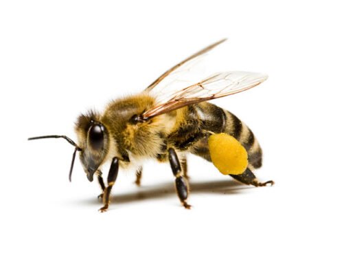 Bug Busters Pest Control