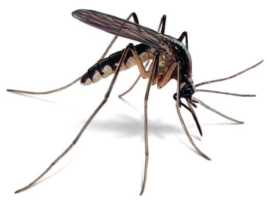 Bug State Pest Control Inc
