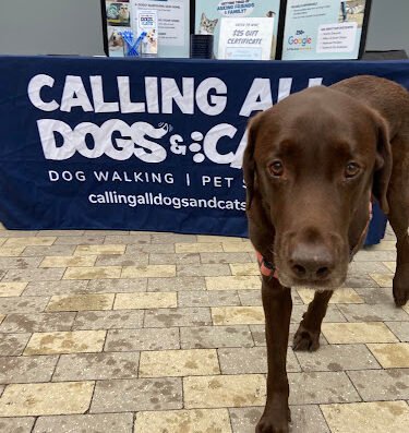 Calling All Dogs & Cats of Tampa – pet care in Tampa
