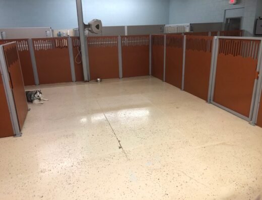 Camp Bow Wow Cincinnati – pet care in Cincinnati (photo 2)