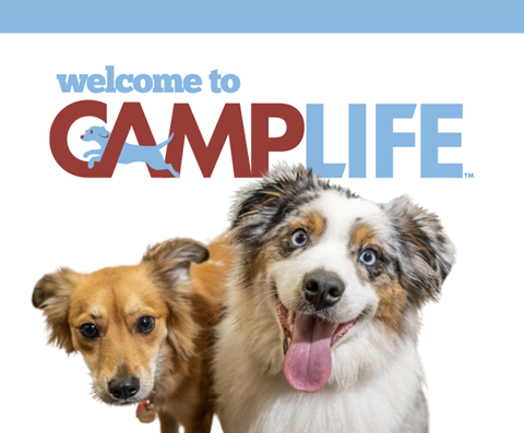 Camp Bow Wow Cincinnati – pet care in Cincinnati (photo 3)