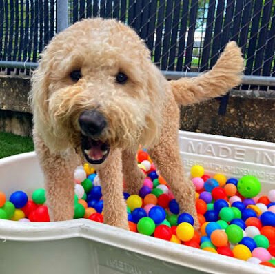 Camp Bow Wow Mid-City – pet care in New Orleans