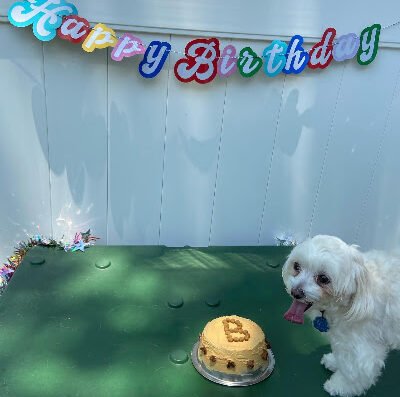 Camp Bow Wow New Orleans – pet care in New Orleans