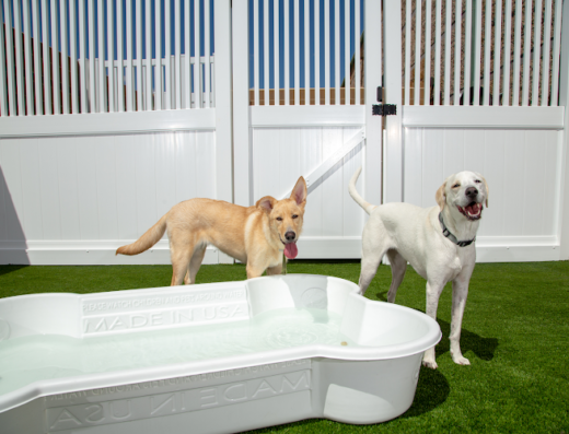 Camp Bow Wow Pittsburgh South – pet care in Pittsburgh