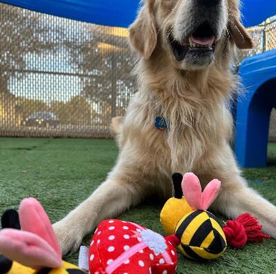 Camp Bow Wow Tampa Airport – pet care in Tampa