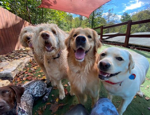 Canine Cabins Luxury Dog Retreat – pet care in Pittsburgh