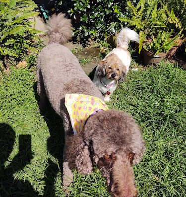 Canine Culture – pet care in New Orleans