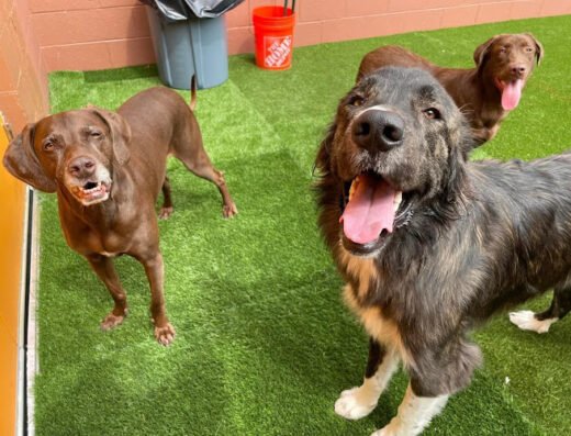 Canine To Five – Eastside Detroit