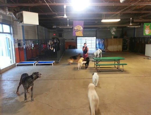 Canine To Five – Midtown Detroit