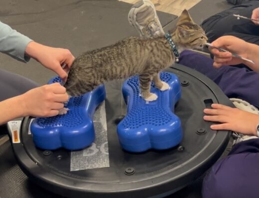CARE Veterinary Services