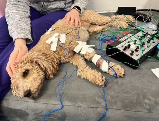 CARE Veterinary Services