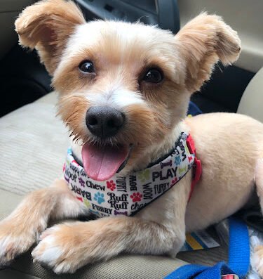 Caren’s Grooming Salon