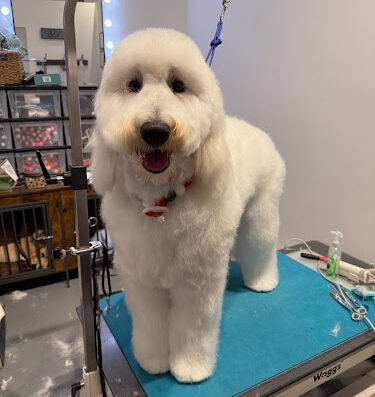 Cat the Dog Groomer