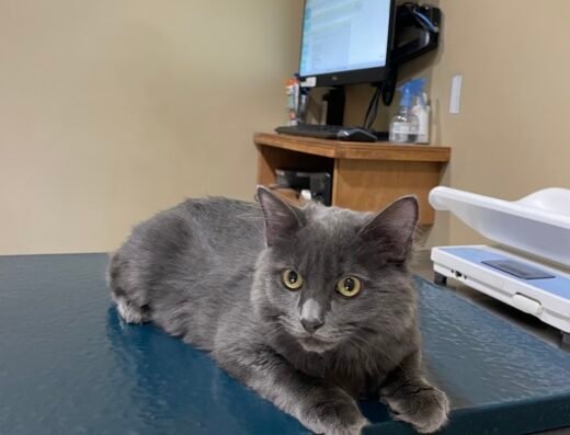 Cat Veterinary Clinic