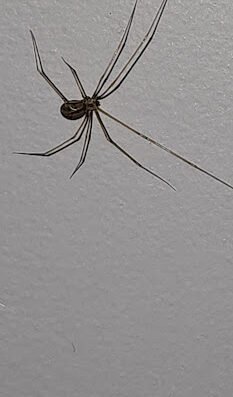 CES Pest & Termite Control – pest control in St. Louis