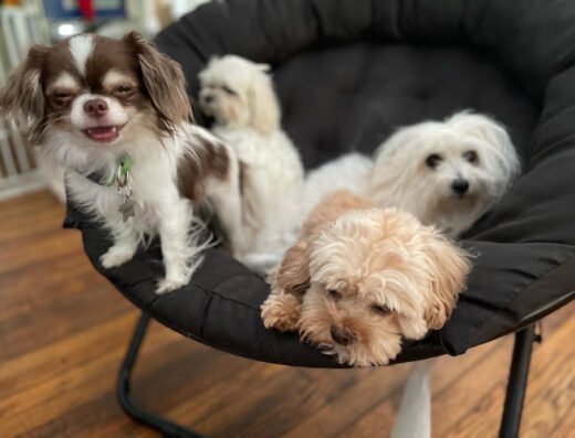 Chinatics Small Dog Boarding