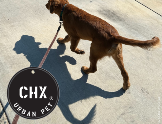 CHX Urban Pet – dog walking in Sacramento (photo 1)
