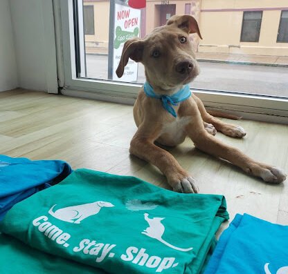 Ciao Chow – pet care in St. Louis