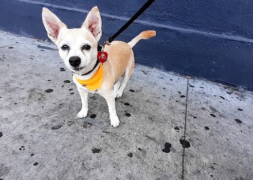 Cindy's Dog Grooming