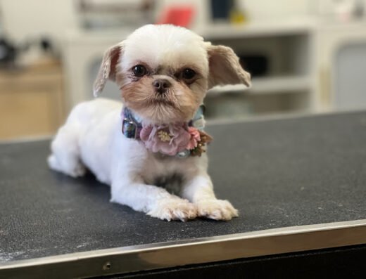 Clayton Pet Spa – pet care in St. Louis